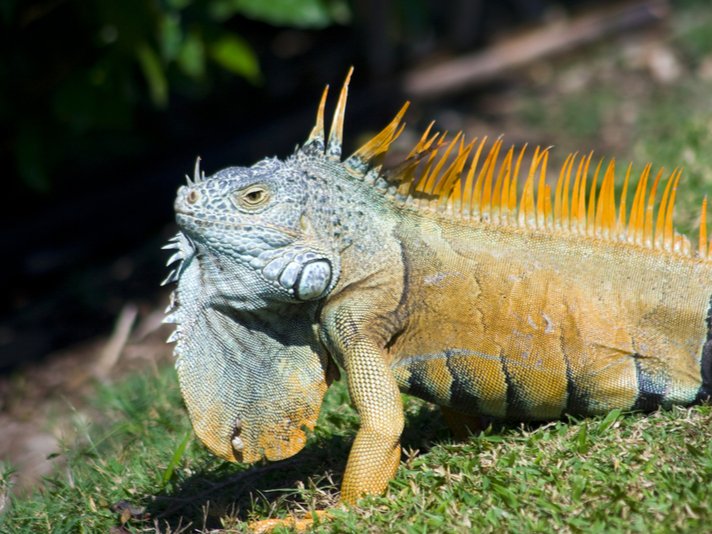Iguana Shutterstock 101670502