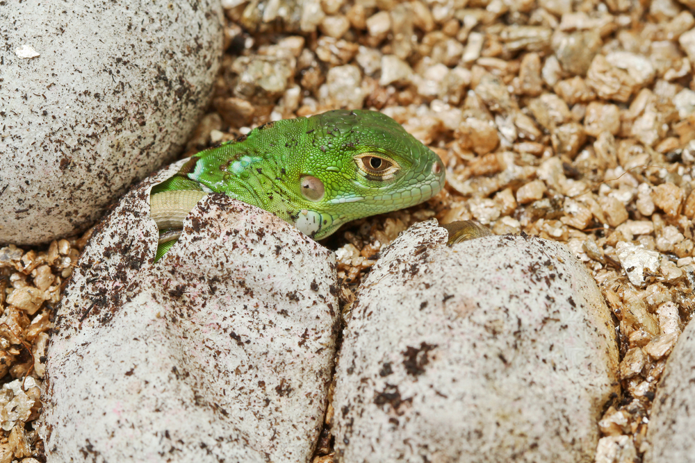 Iguanaegg Shutterstock 194522723