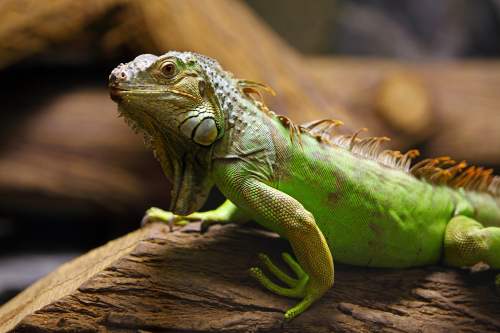 Iguanahero Shutterstock 97716080