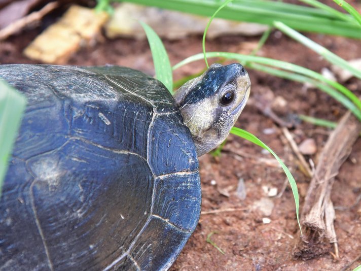 Indian Flapshell Turtle Shutterstock 548534125