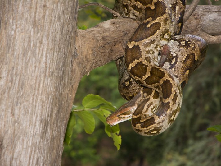 Indian Rock Python Shutterstock 728693998