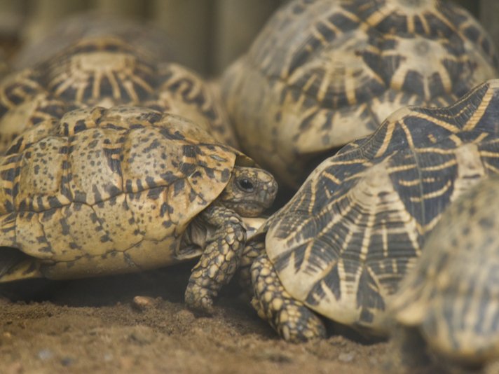 Indian Star Tortoise Shutterstock 1198288732