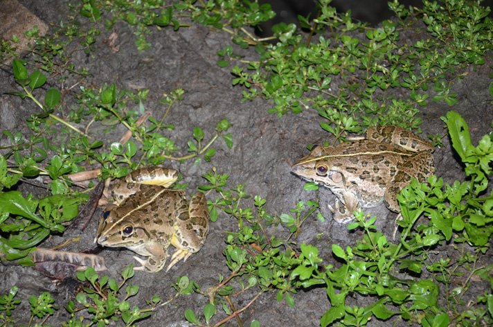 Indian Bullfrog Shutterstock Arabindu Sardar
