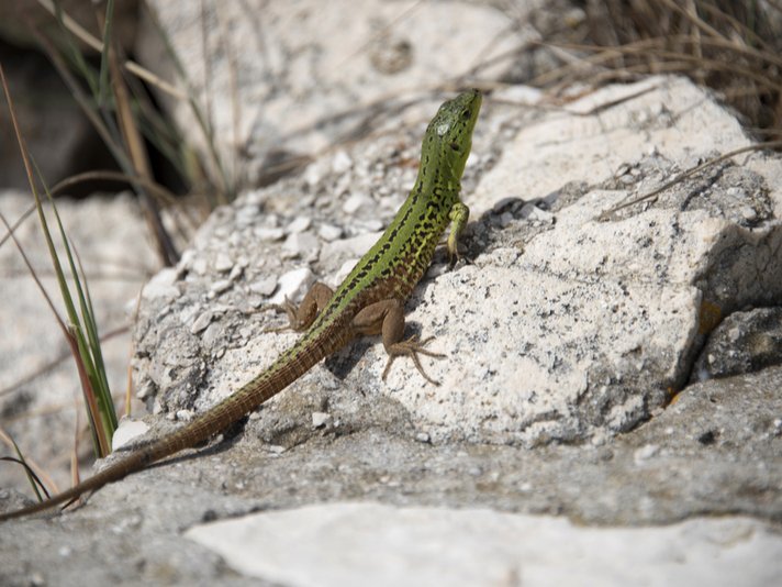 Italian Wall Lizard Shutterstock 269454824