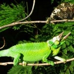 Jacksons Chameleon1