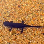 Japanese Fire Bellied Newt Shutterstock 420352342