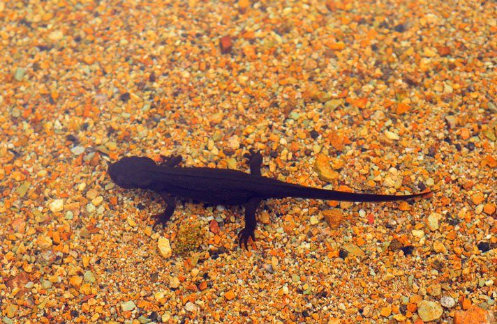Japanese Fire Bellied Newt Shutterstock 420352342