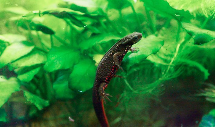 Japanese Fire Bellied Newt2