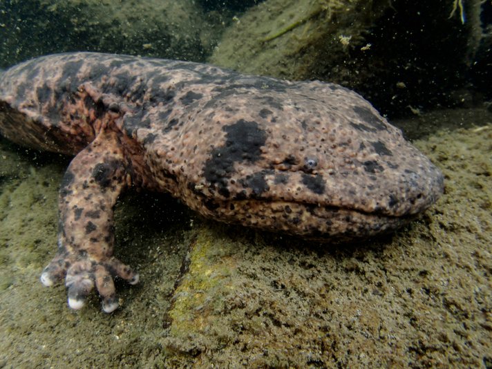 Japanese giant salamander