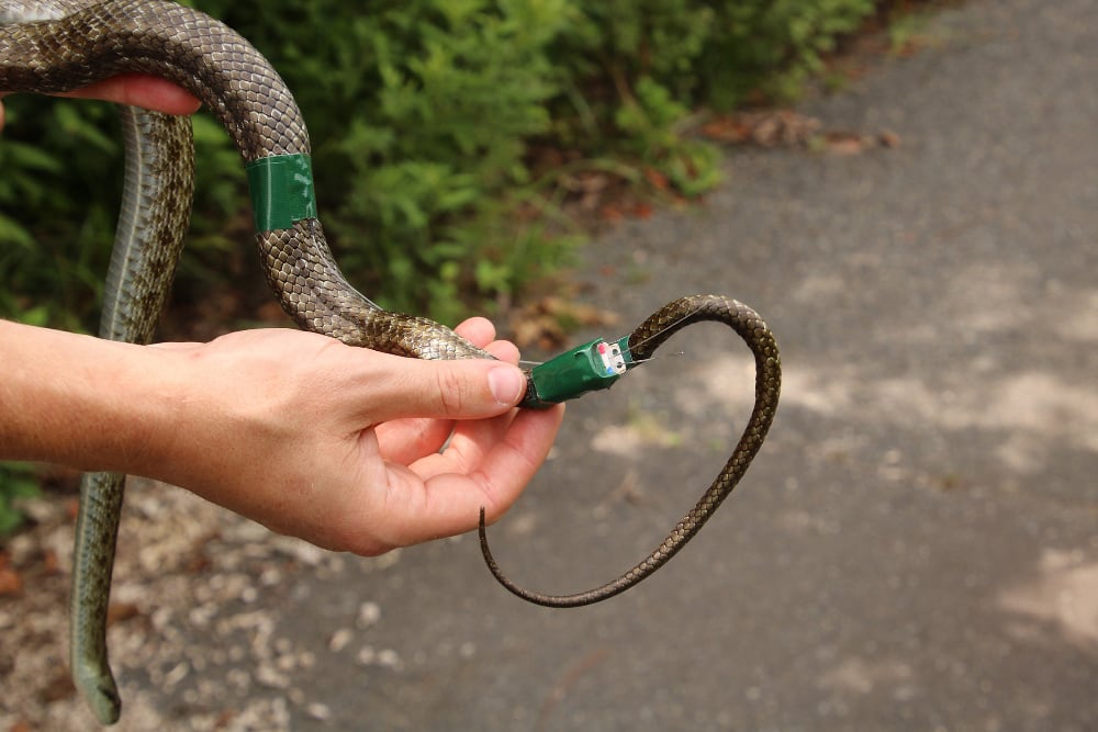 Japanese Rat Snake With Dosimeter Tag