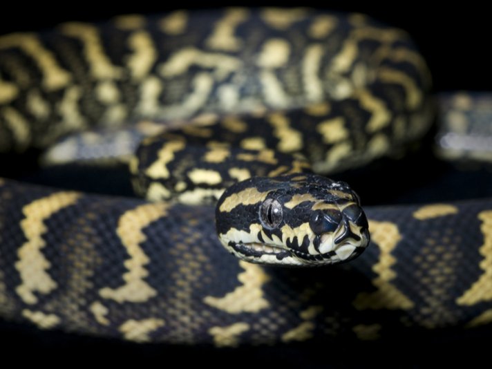 Jungle Carpet Python Shutterstock 31292032