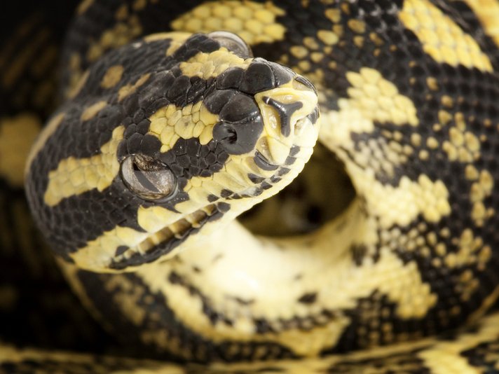 Jungle Carpet Python Shutterstock 37860742