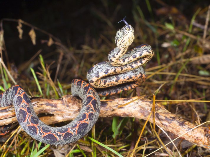 Juvenile Amazon Tree Boa Shutterstock 106221449