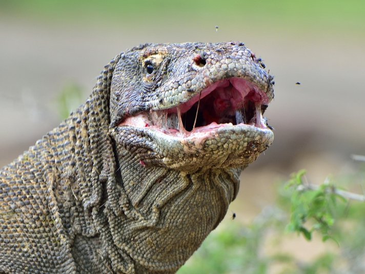 Komod Dragon Shutterstock 597777581