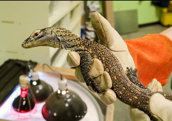 Komodo Dragon Parthenogenesis