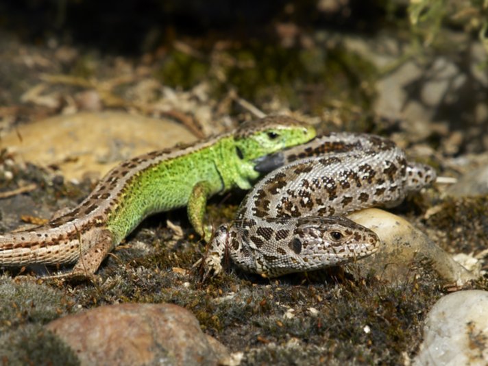 Lacerta Agilis Shutterstock 29473819