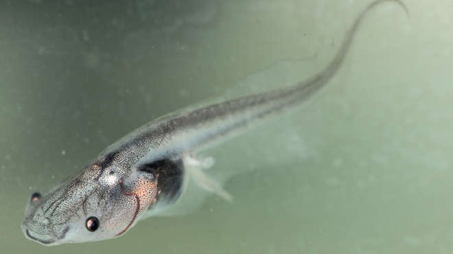 Lake Oku Clawed Frog Tadpole