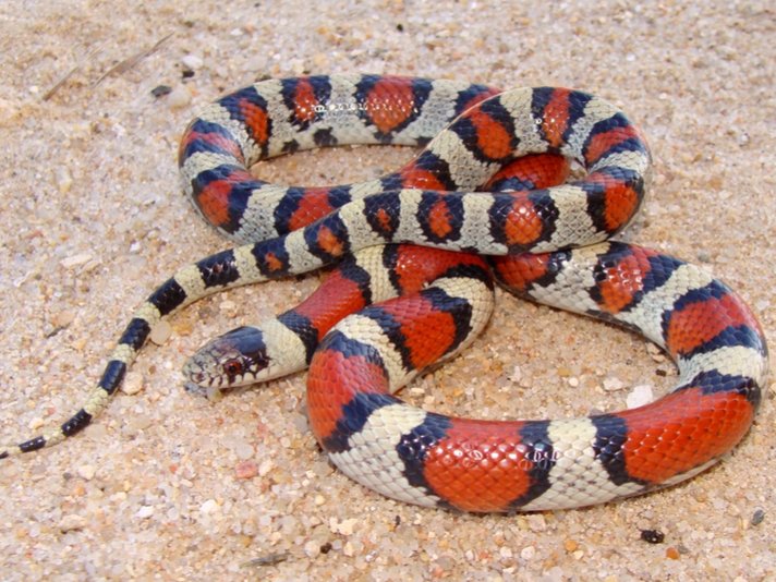 Lampropeltis triangulum gentilis