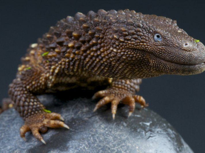 Lanthanotus Borneensis Shutterstock 241587391