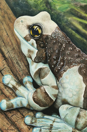 Lauriegrassel Amazonmilkfrog290