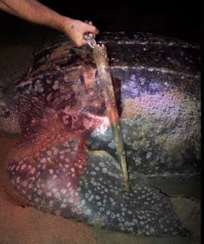 Leatherback Turtle Impaled