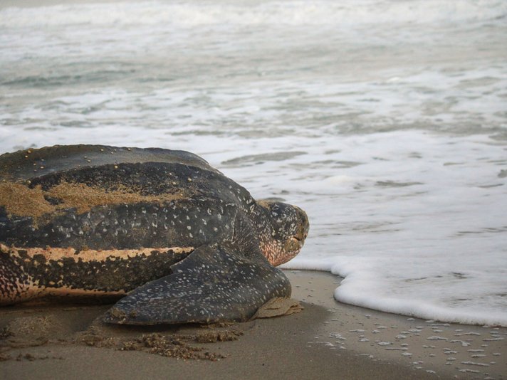 Leatherback Turtle Shutterstock 405600403