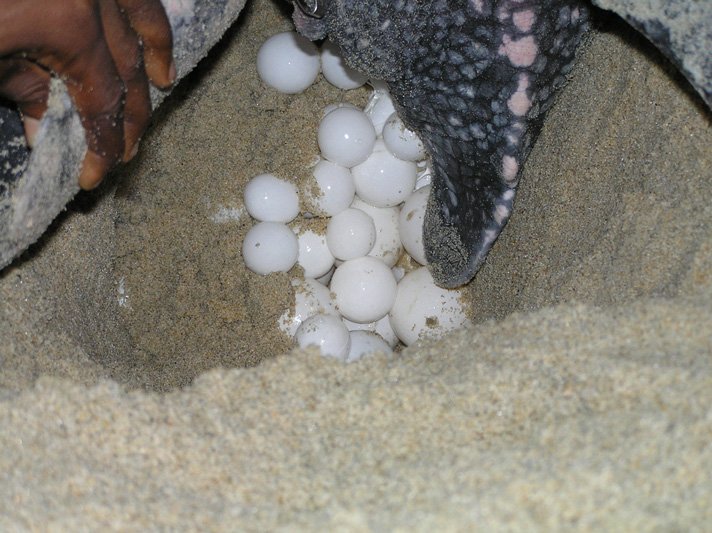 Leatherback Turtle Eggs Shutterstock 64258