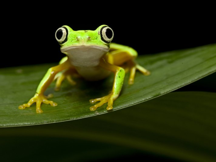 Lemur Leaf Frog Shutterstock 117981385