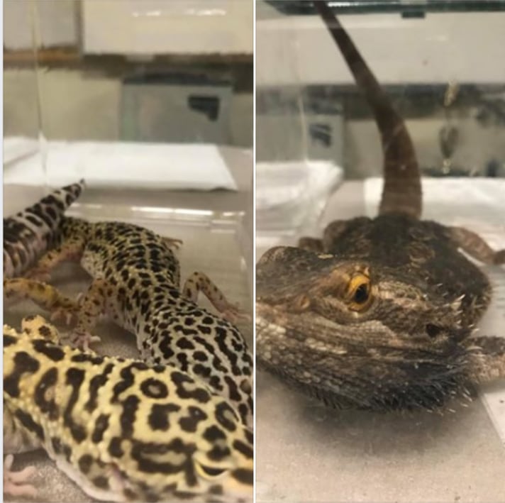 Leopard Gecko Bearded Dragon