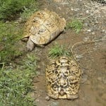 Leopard Tortoise 3