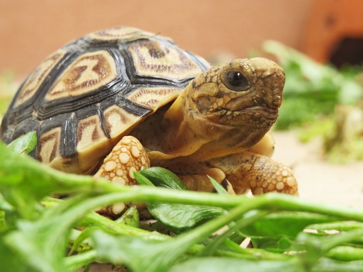 leopard tortoise
