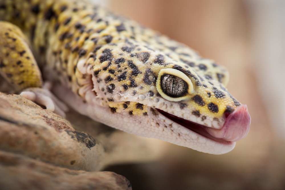 Leopardgecko Shutterstock 539088712
