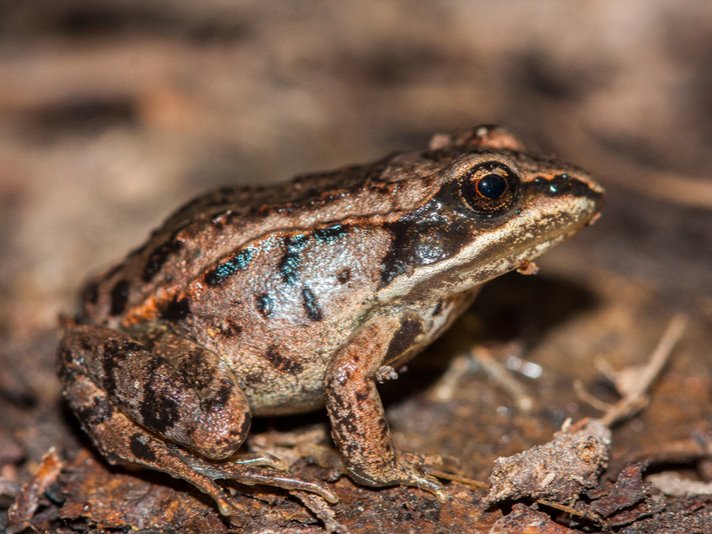 Lithobates Sylvaticus Shutterstock 794274328