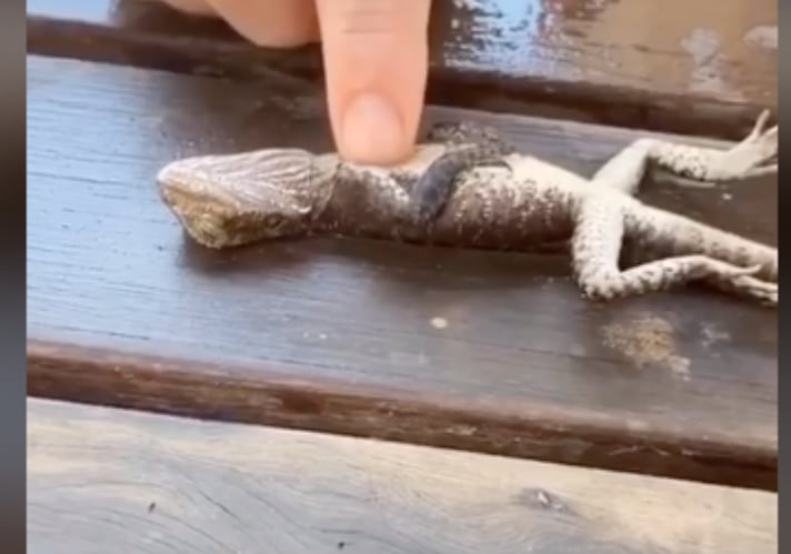 Lizard Saved By Aussie Firefighter