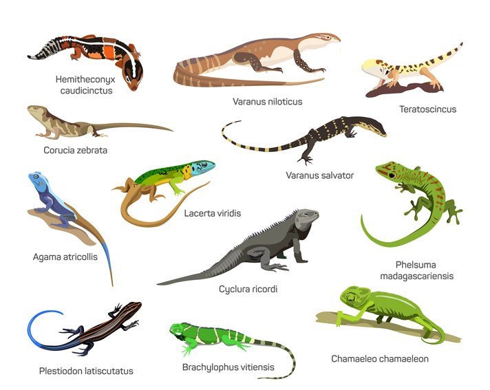 Lizard Types Shutterstock 407325394