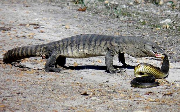 Lizard Eats Snake Australia