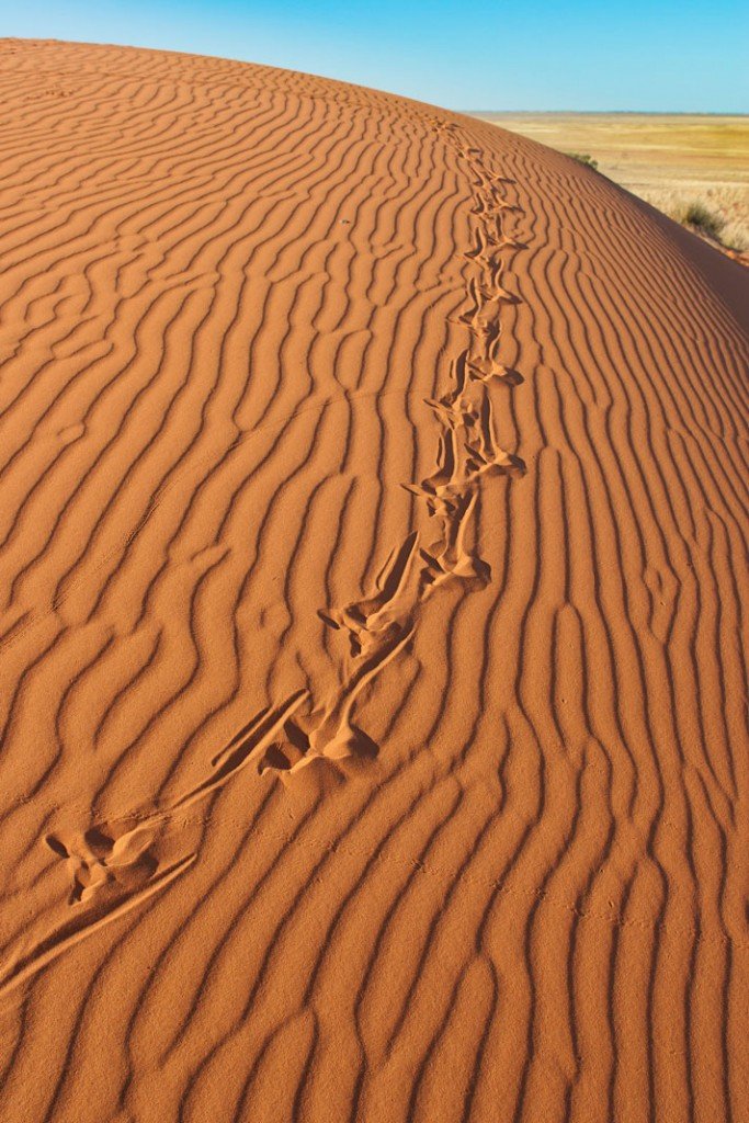 Lizard Prints Shutterstock 58457374