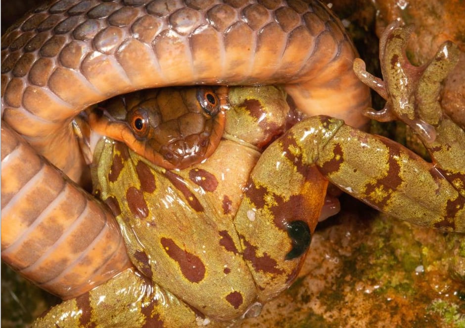 Lycodonomorphus Rufulus Heleophryne Purcelli