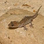 Madagascar Ground Gecko Shutterstock 361478390