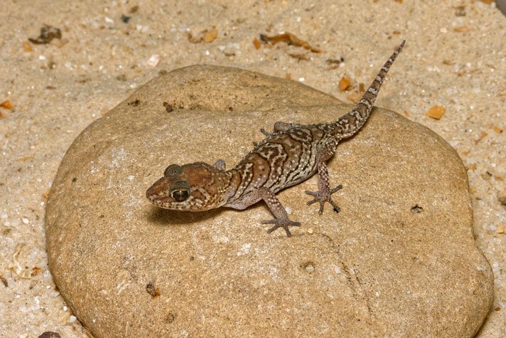 Madagascar Ground Gecko Shutterstock 361478390