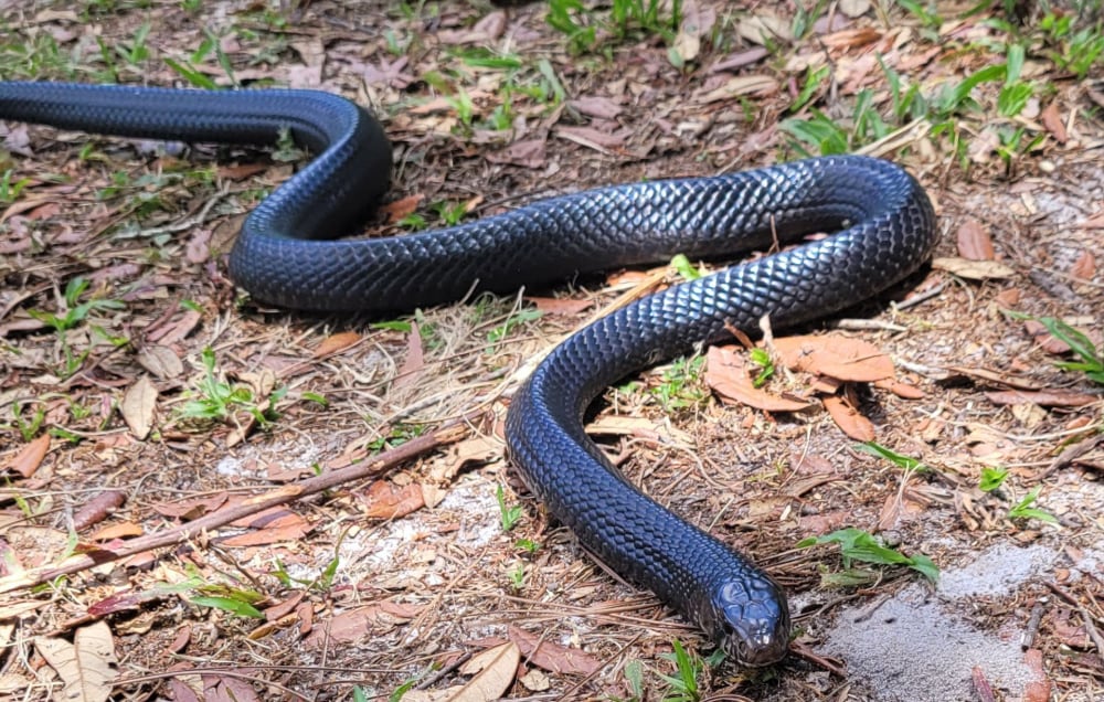 Male Eastern Indigo Snake 489 At Ocic To Be Released At Abrp On May 26 20201