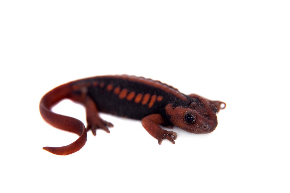 Mandarin Newt Shutterstock 477097264