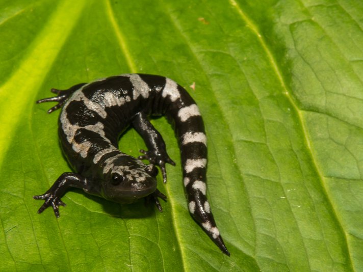 Marbled Salamander Shutterstock 424566439