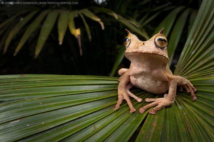 Marsupial Horned Frog Gastrotheca Cornuta