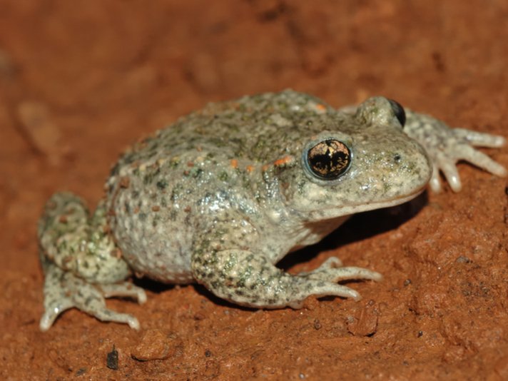 Midwife Toad Shutterstock 140460682