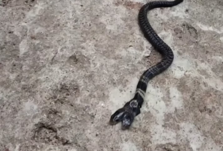 Monocled Cobra With Two Heads