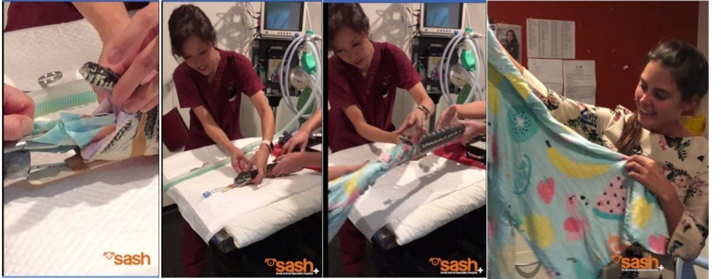 Monty Towel Removal