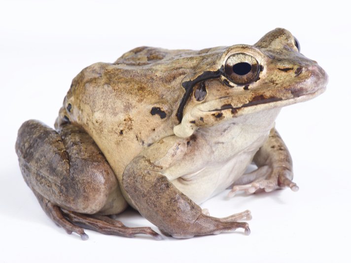 Mountain Chicken Frog Shutterstock 720113959
