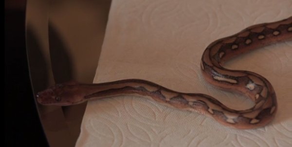 Navarone Garibaldi Retics600