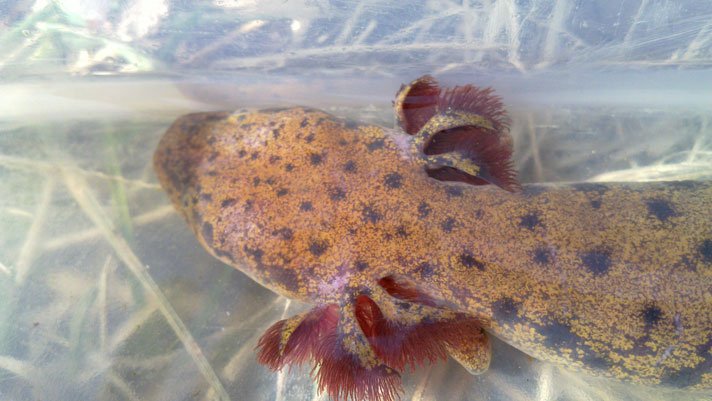 Neuse River Waterdog Ncwrc Fpwc
